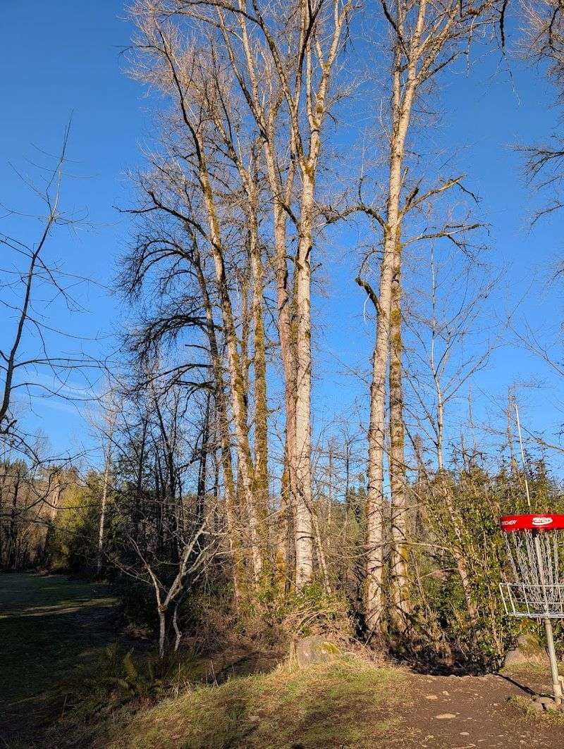 Disc Golf in the Trees