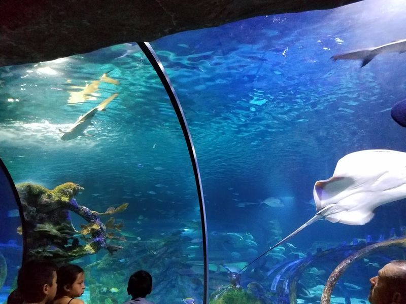 SEA LIFE Arizona Aquarium Brings the Ocean to the Desert