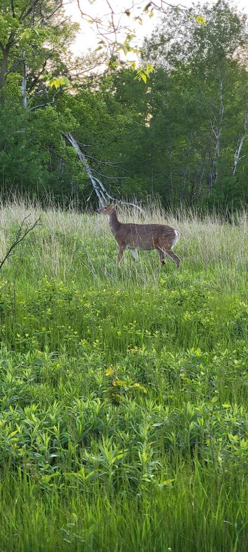 Camping at Oak Ridge: Wooded, Private, and Wonderfully Quiet