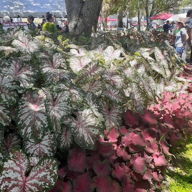 The Annual Caladium Festival at Stuart Park