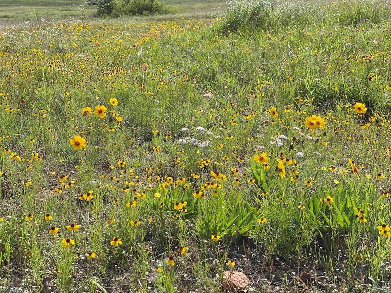 Best Times to Catch Peak Wildflower Season