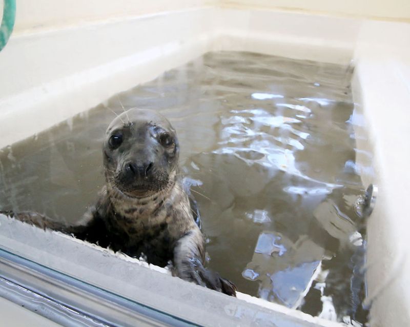 Marine Mammal Stranding Center (Brigantine)