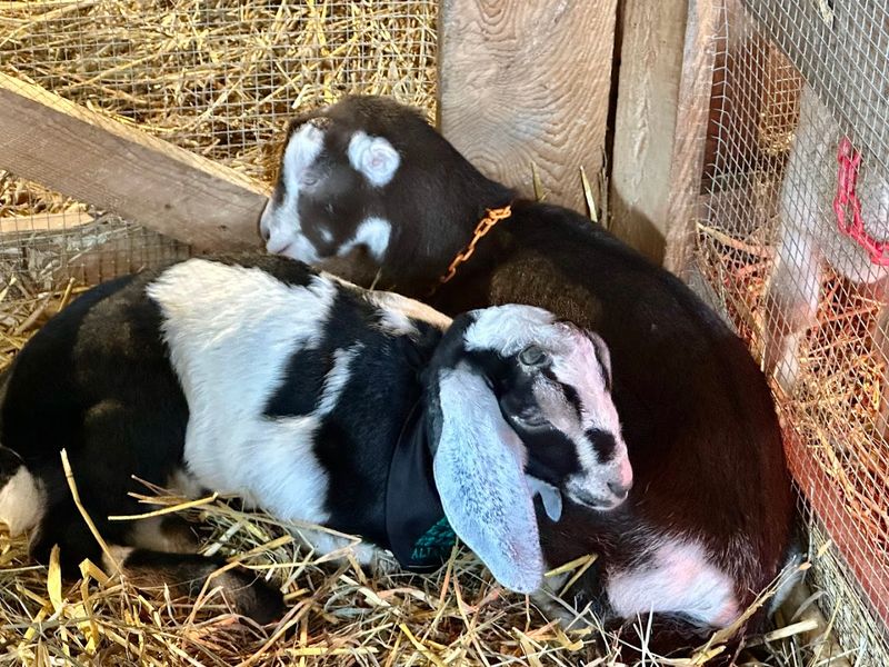 Pet And Brush The Gentle Romney Lambs