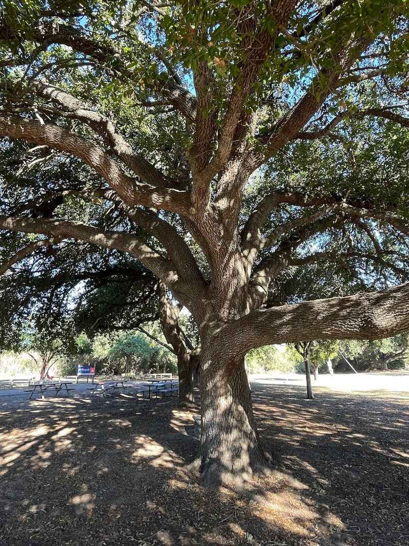 Ebony Grove Is the Shaded Rest Stop You Did Not Know You Needed
