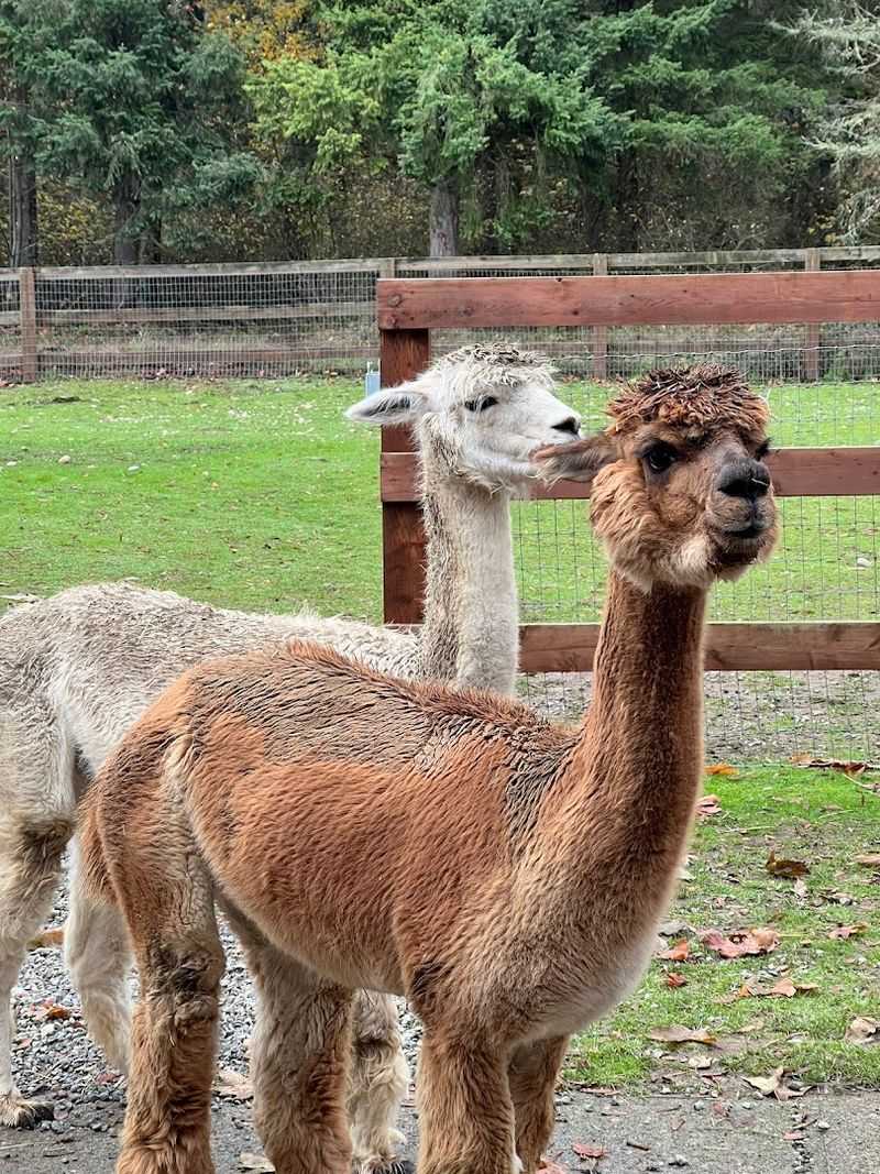 Meeting the Alpacas Up Close