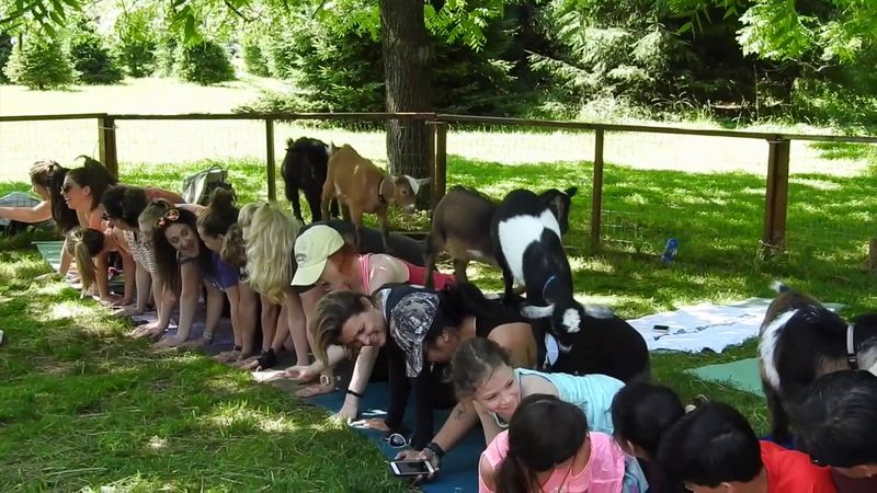 Goat Yoga in the Lavender Field