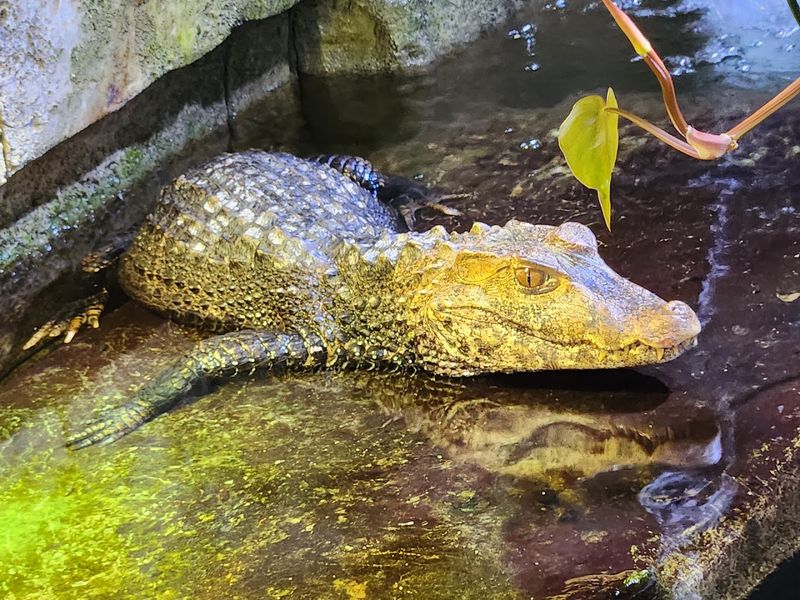 Reptile Zone: Where Scaly Gets Surprisingly Charming