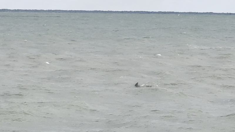 Dolphins, Stingrays, and the Wildlife That Shows Up Uninvited