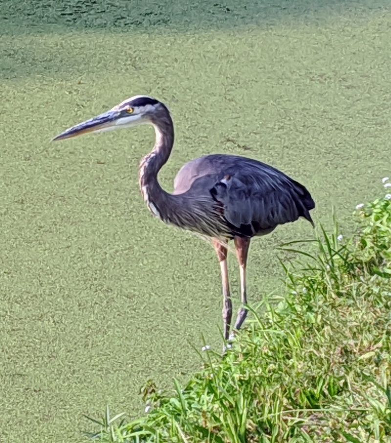 Surprising Wildlife Encounters