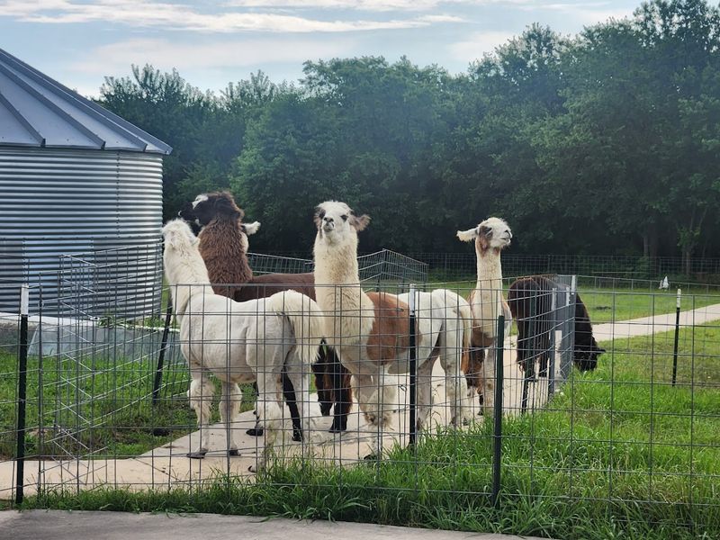 Meet Dalai Llama, the Pack Leader With Star Power