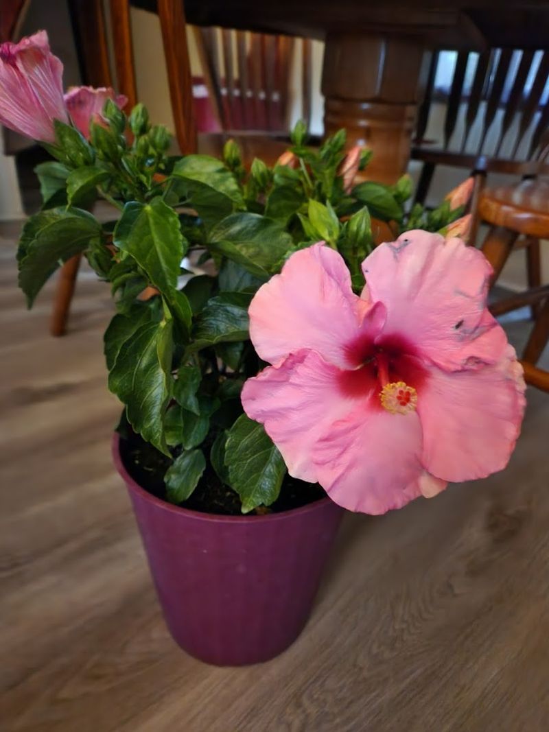 Plants and Flowers: The Garden Section You Cannot Walk Past