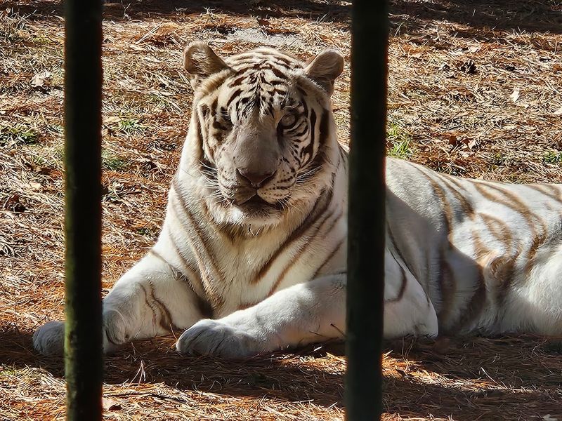 Popcorn Park Animal Refuge (Forked River)