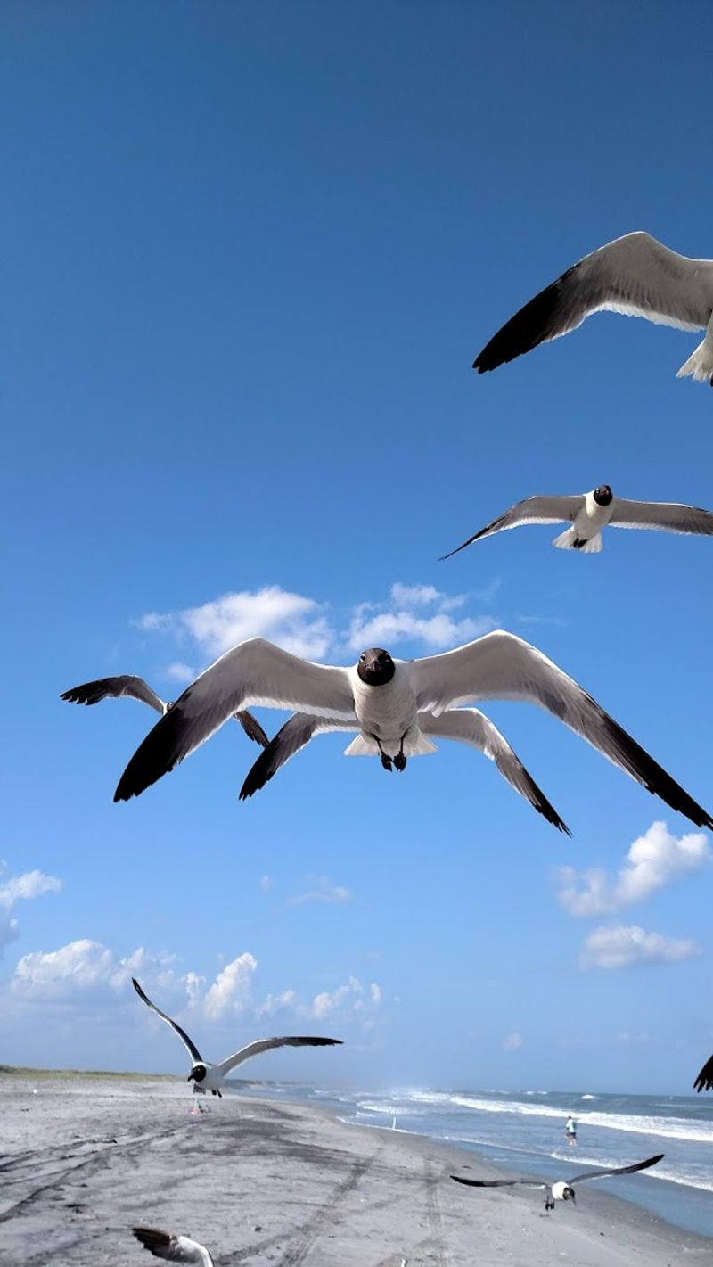 Rare Species and the Quiet Work of Conservation