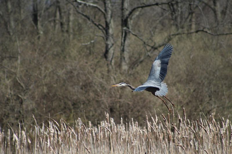 Year-Round Birding With Something New Every Season
