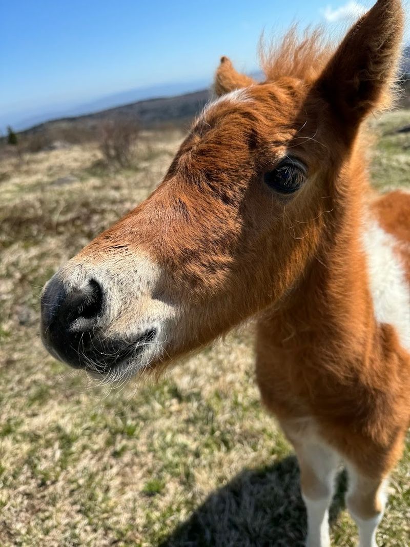 Wild Ponies of Wilburn Ridge: The Stars of the Show