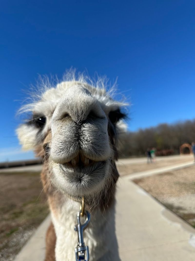 Como T. Llama and His Screen Acting Career