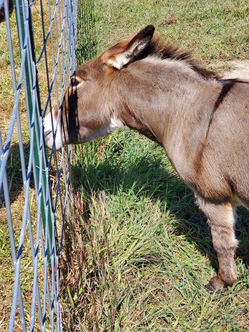 Adopt a Farm Animal and Change a Life