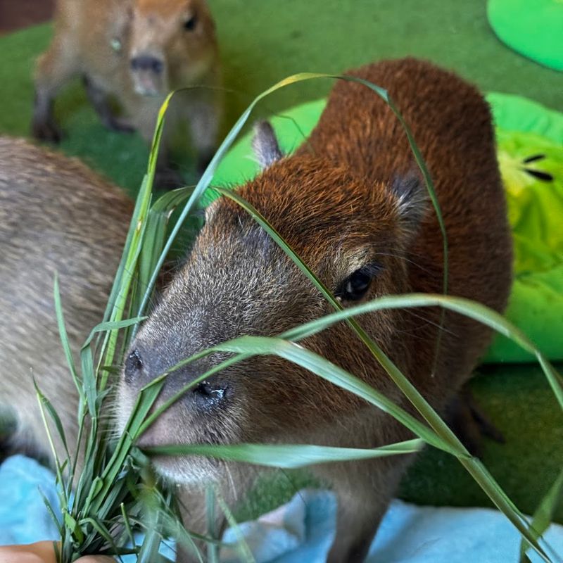 The Capybara Experience: Your 30-Minute Session