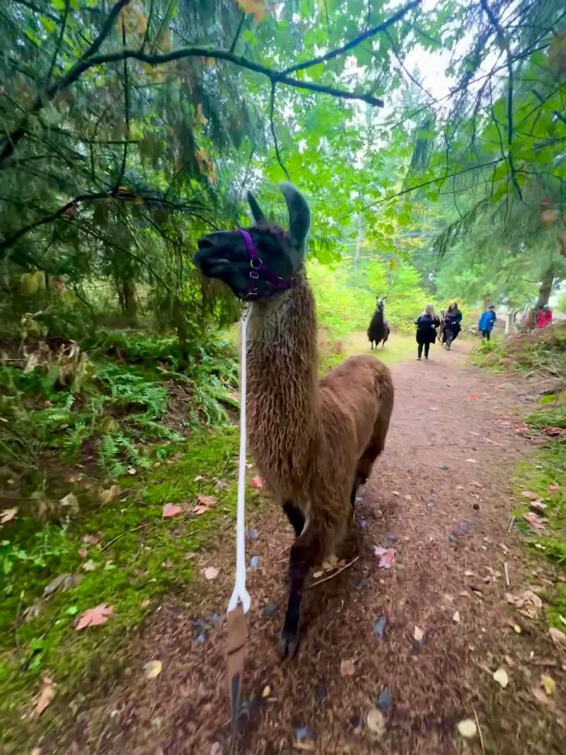 Walking an Alpaca Through the Pasture