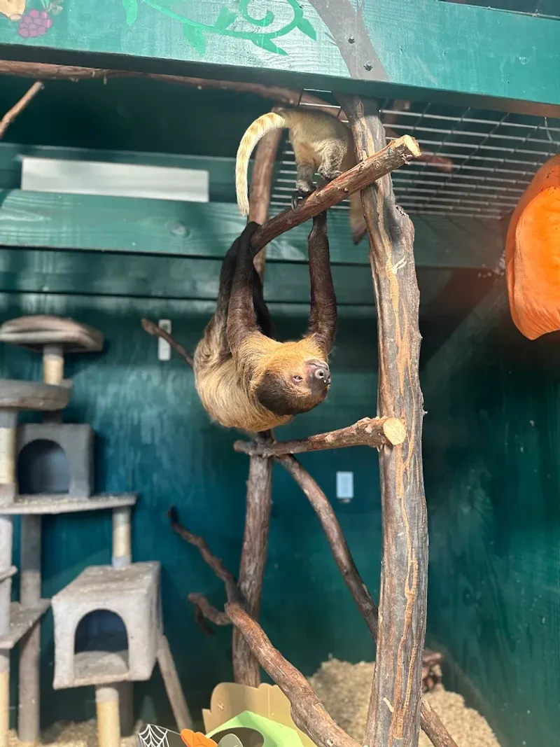 The Sloth Encounter You Did Not Know You Needed