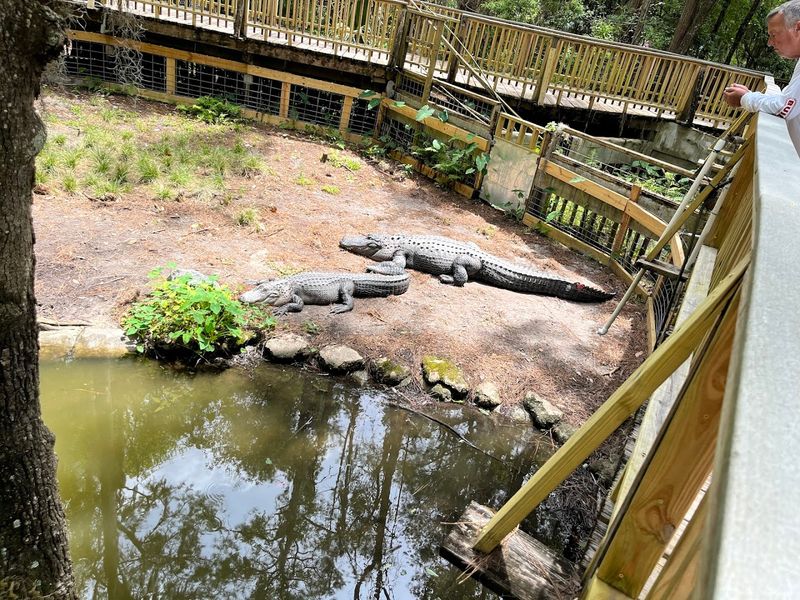 The Creatures That Call This Place Home