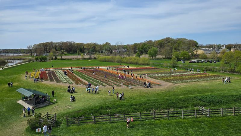 Tulip Fields Turn Holland Into A Spring Magnet