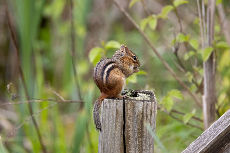 Mammals Roaming the Refuge Trails
