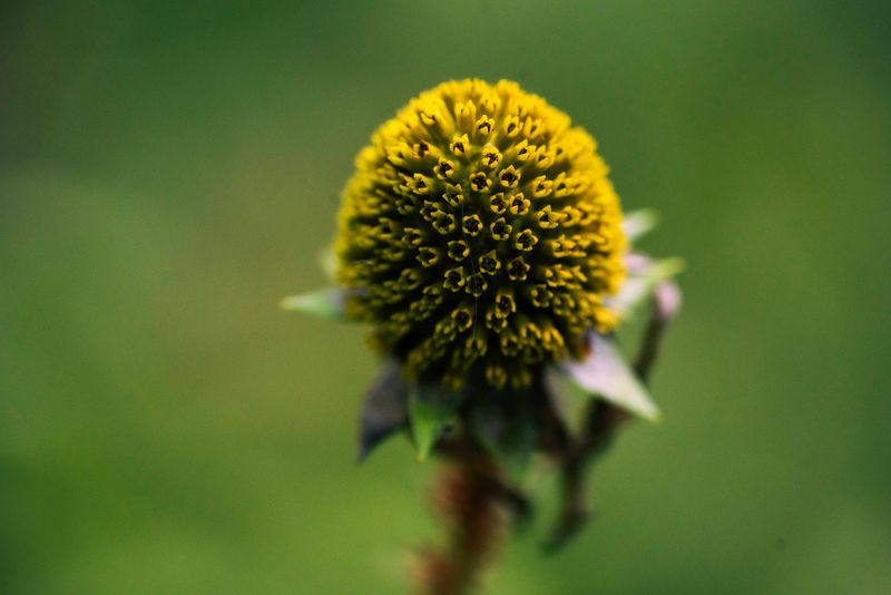 Wildflowers and Rare Ferns Hidden Along the Path