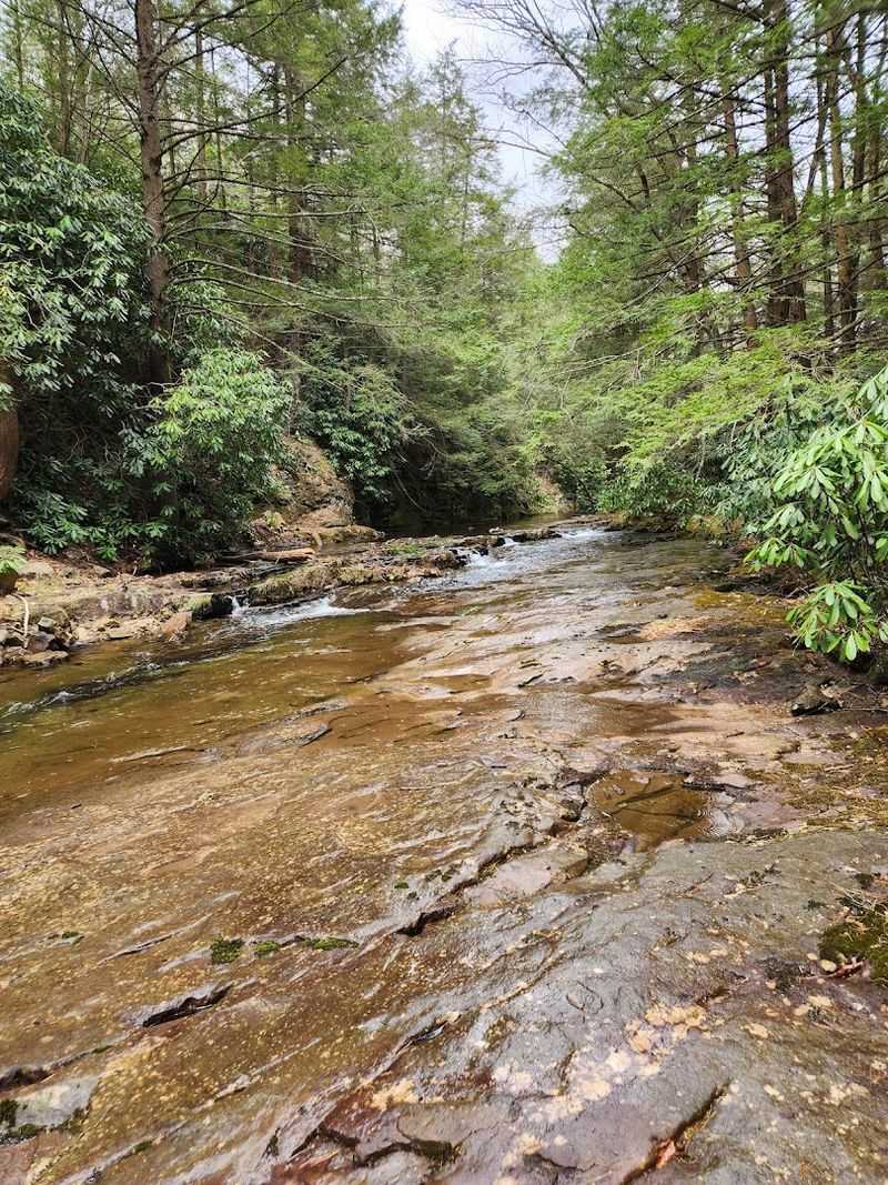 Wildlife in the Canopy and Along the Creek