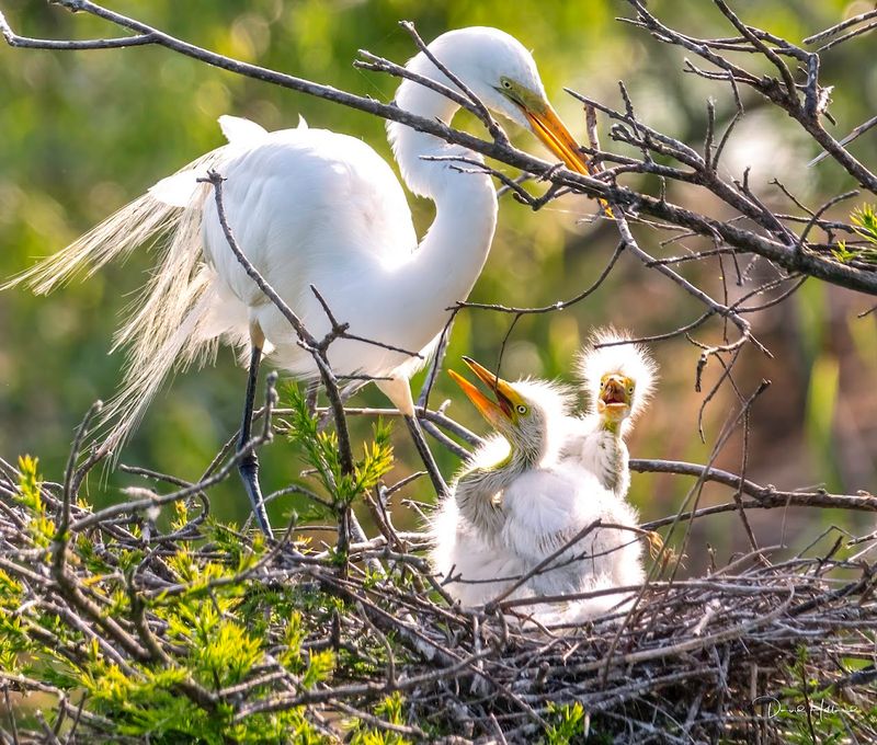 Smith Oaks Bird Sanctuary 