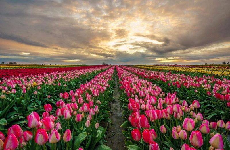 The Tulip Fields That Make This Place So Photogenic
