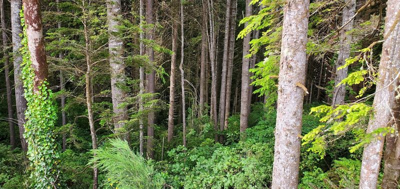 What South Slough Reserve Actually Is