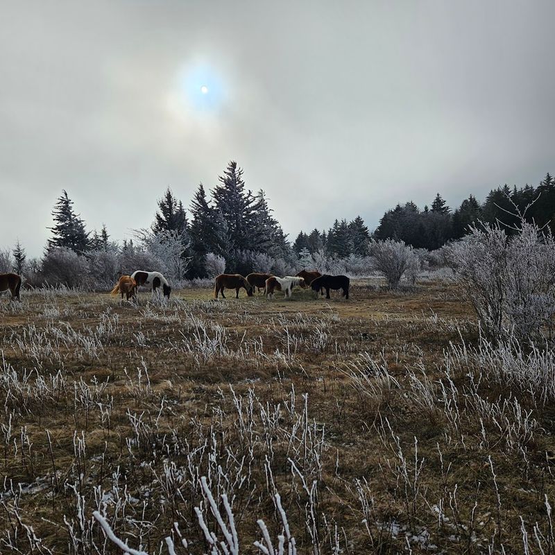 The Mount Rogers Loop: Nine Miles of Serious Highland Drama