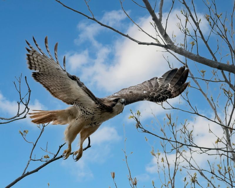 Rare Wildlife and the Creatures Living Quietly in the Forest