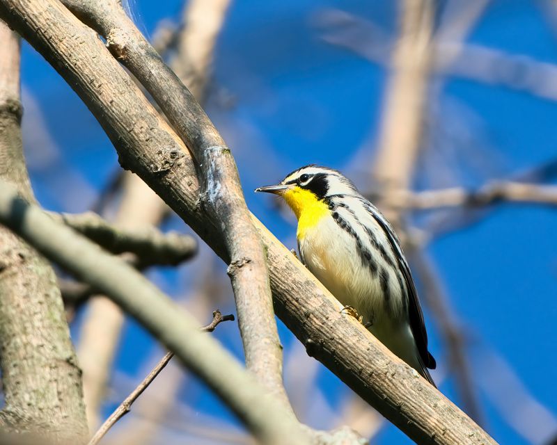 Birdwatching and the Endangered Golden-Cheeked Warbler