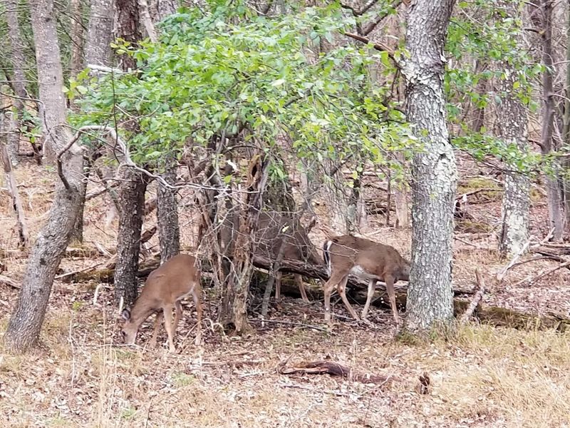 Wildlife Encounters That Make You Whisper
