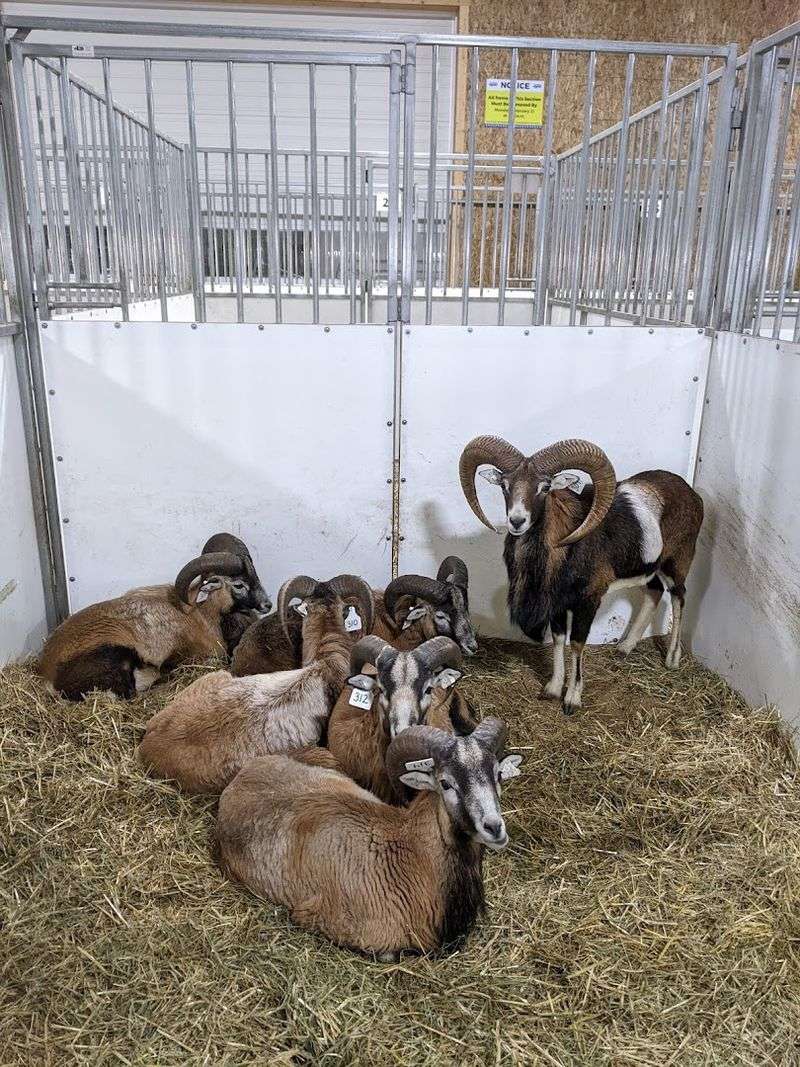 The Mid Ohio Alternative Animal And Bird Sale Three Times Yearly