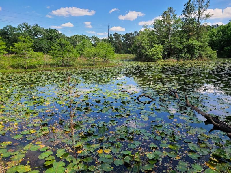 Houston Arboretum and Nature Center