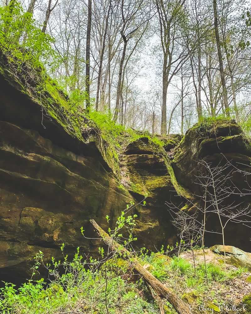 Plant Life and Ferns That Turn the Forest Into Something Otherworldly