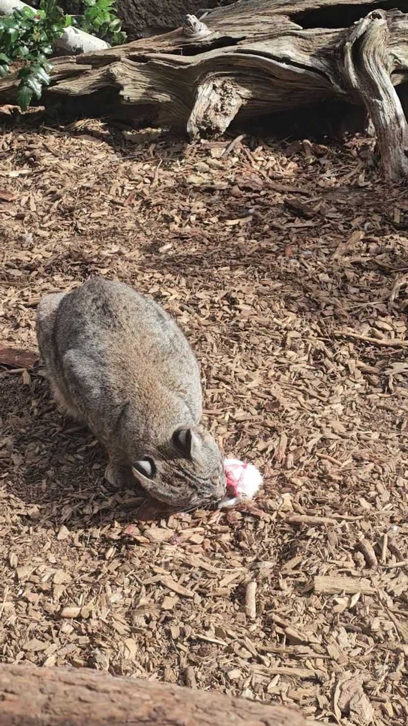 Bobcat and Porcupine Habitat