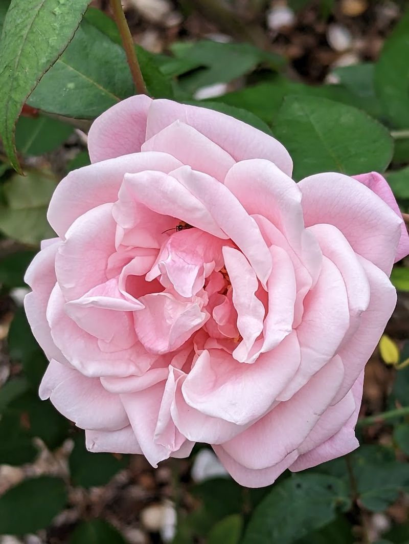 The Rose Garden in Full Bloom