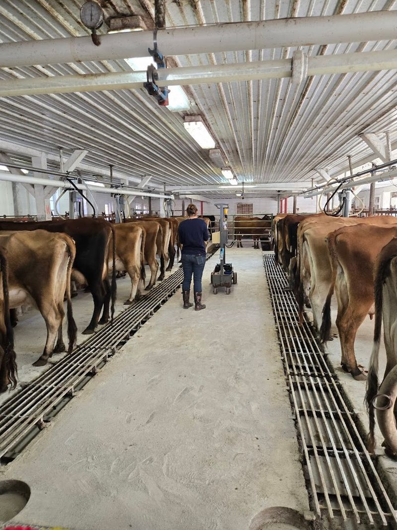 The Farmstead Cheesemaking Model