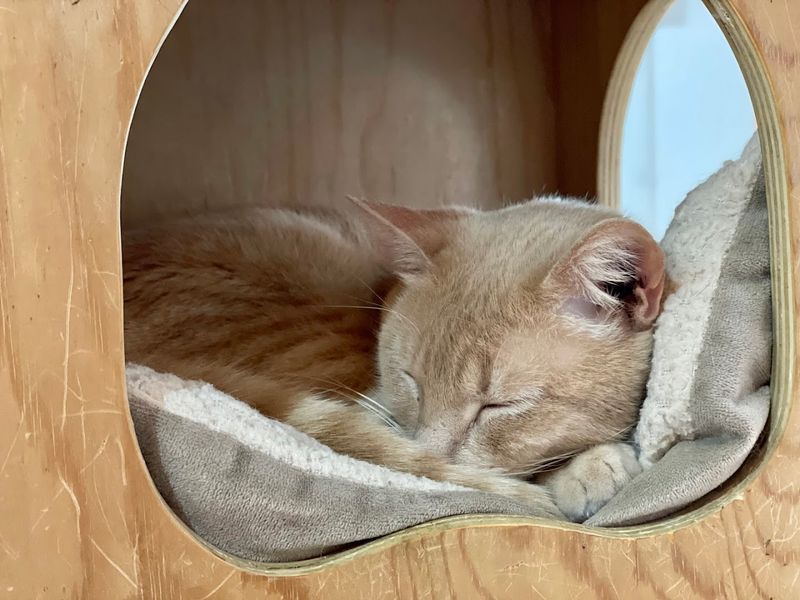 One Last Purr Before The Walk Back Outside