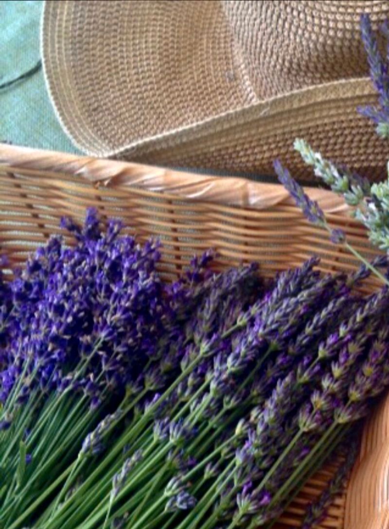 French and English Lavender Varieties Growing Side by Side