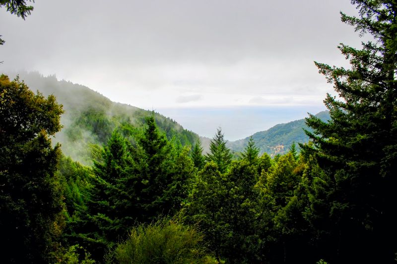 The Forest And Ocean Keep Trading Places