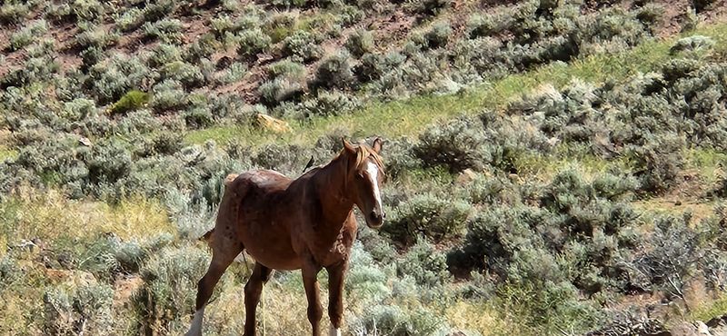Virginia Range: Where Mustangs Meet the High Desert Highway
