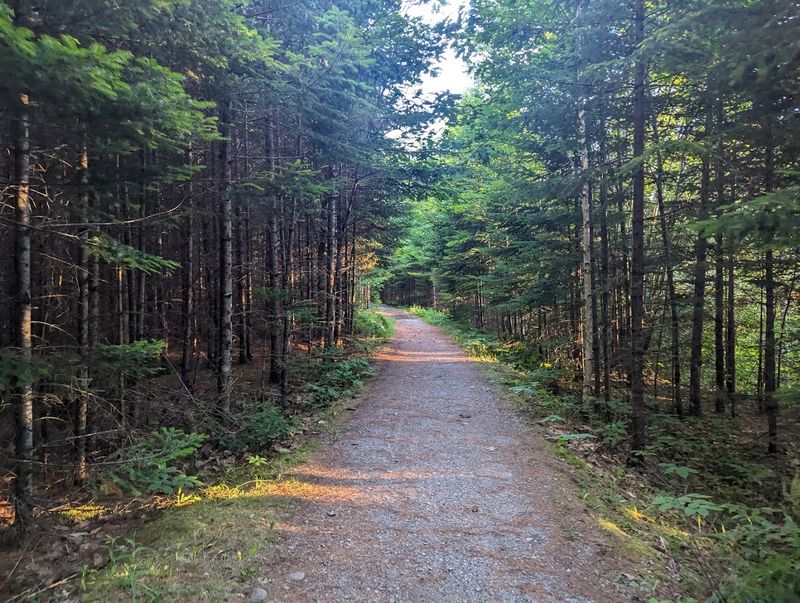 Forests That Act as Natural Air Filters