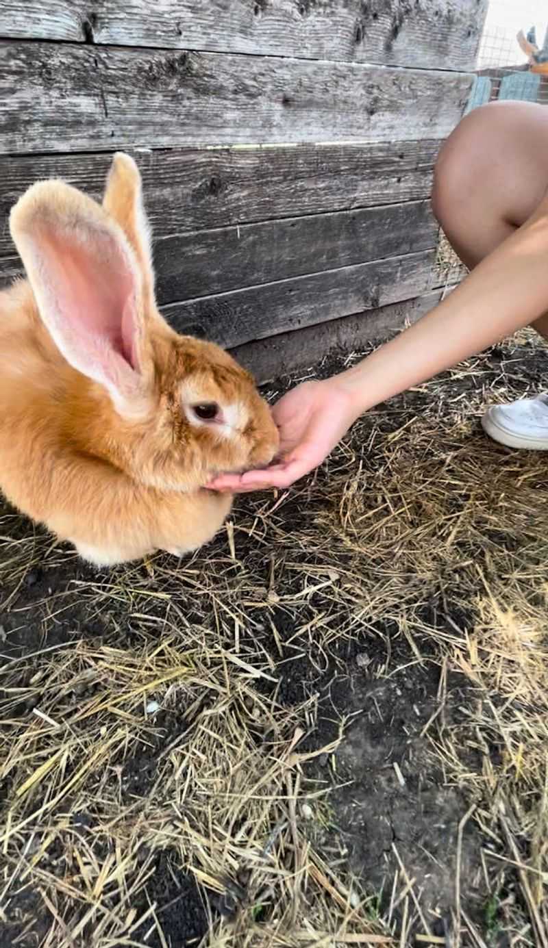 Animal Feed Included With Every Admission