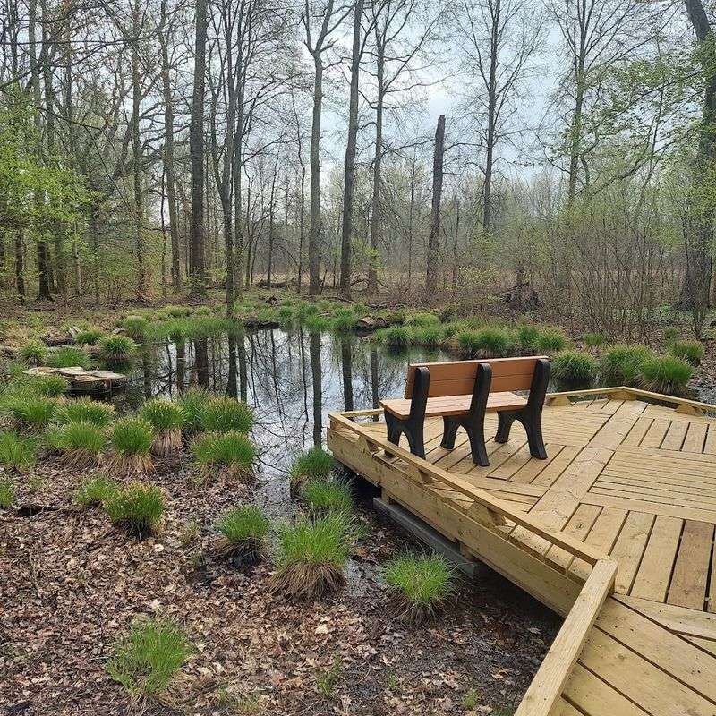 Early Spring Butterflies Making Their Appearance