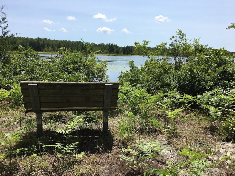 Trail Snacks and Picnic Planning: Fueling Your Pine Barrens Adventure